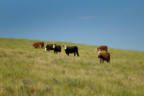 Australian Landscape and Cattle